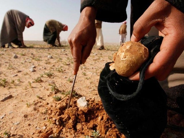 the evening; 3 people killed and 26 kidnapped in search of world's most expensive fruit 135 people have been killed in search of this fruit, Photo: File