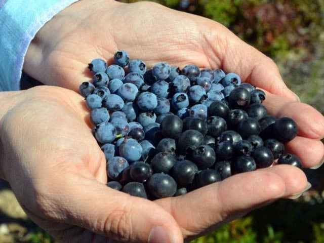 Wild blueberries are exceptionally healing, the light colored berries in the photo are wild or wild blueberries.  Photo: File 