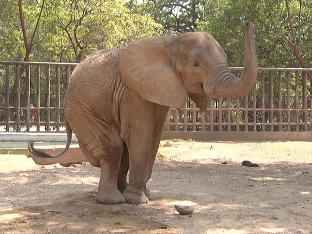 With empty cages and sick animals, Karachi Zoo became a picture of devastation