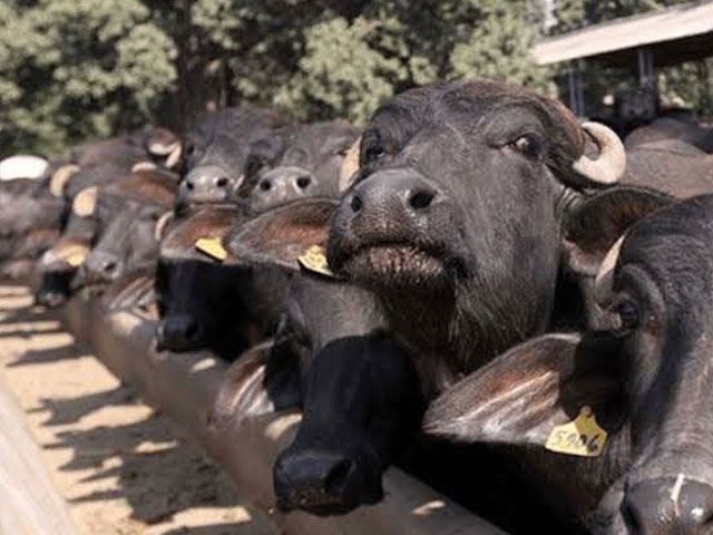 A truck full of buffaloes was taken away at gunpoint in Karachi