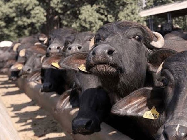 16 more buffaloes kidnapped for ransom in Karachi