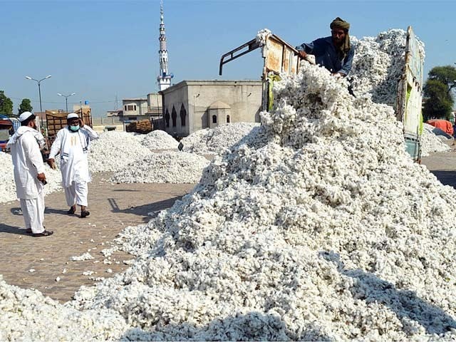 The federal cabinet approved the support price of cotton at Rs 8500 5.557 billion rupees will be paid to SME Bank customers (Photo: File)