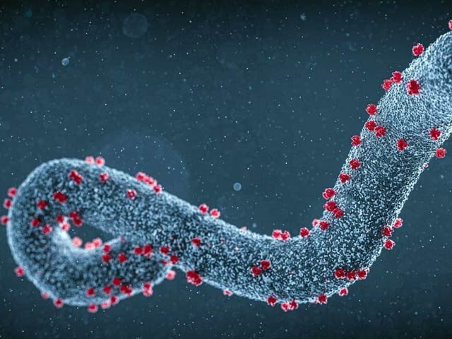 Marburg virus outbreak kills five in Africa, UN So far five people have died in Tanzania due to the Marburg virus. Photo: File