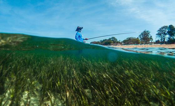 First-ever World Seagrass Day focuses on conservation