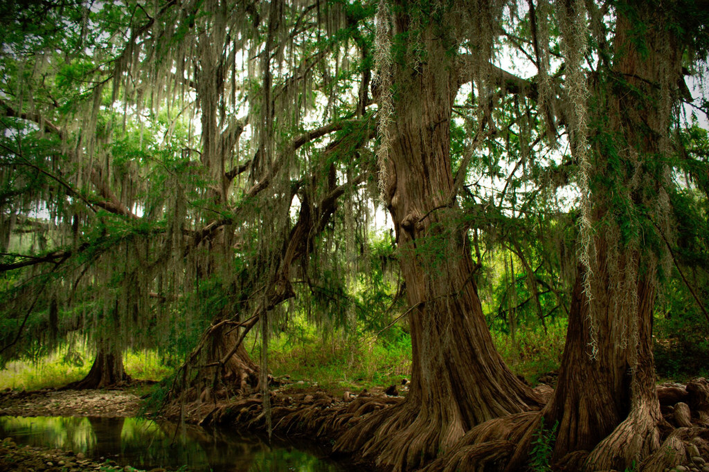 Deforestation continues despite international calls to protect forests.