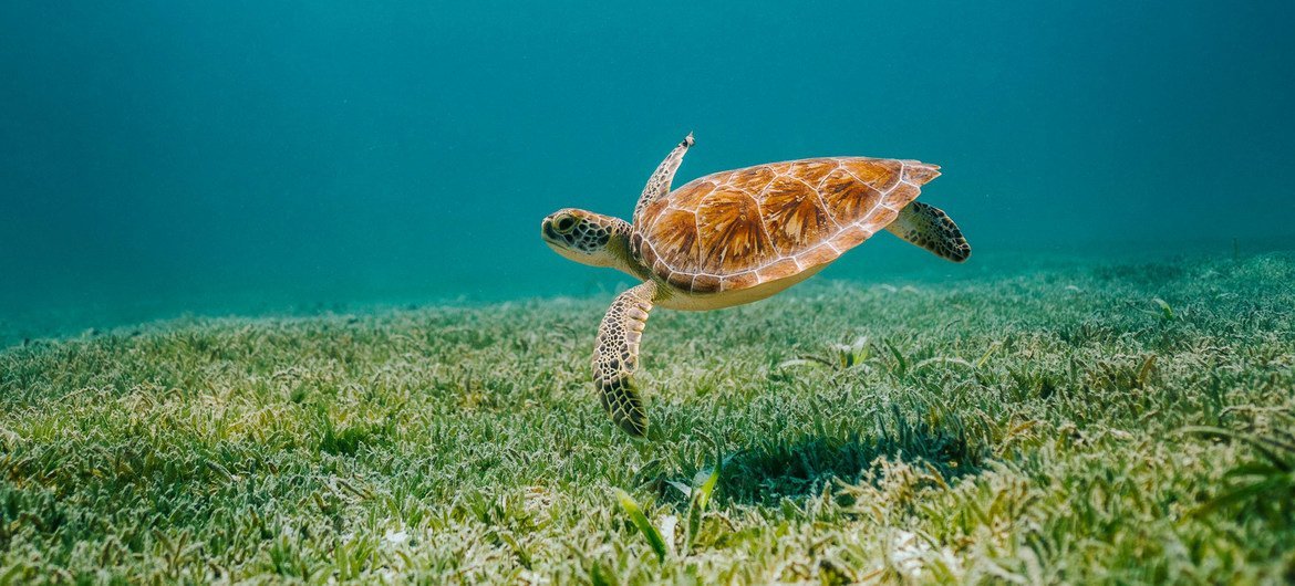 A sea turtle swims through the waters of Aruba in the Caribbean. A sea turtle swims through the waters of Aruba in the Caribbean.