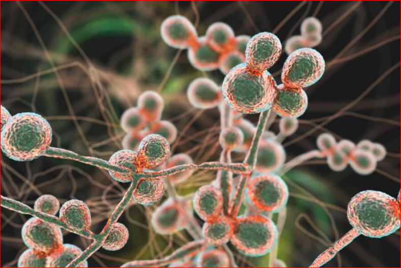 A deadly fungal infection is spreading rapidly in the United States