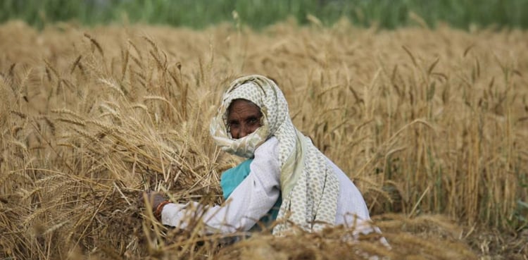 A sharp rise in farmer suicides in India