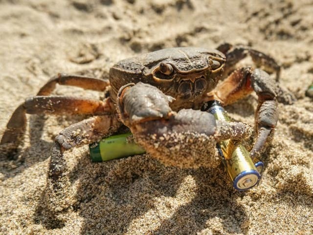 Effective batteries can be made from crab shells