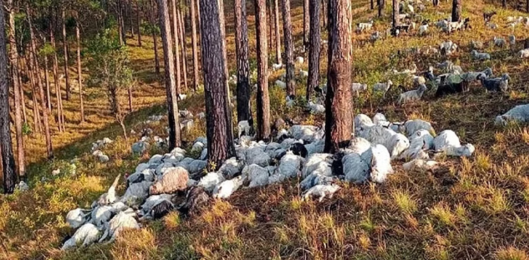 Hundreds of goats eating grass in the forest suddenly fell down and died