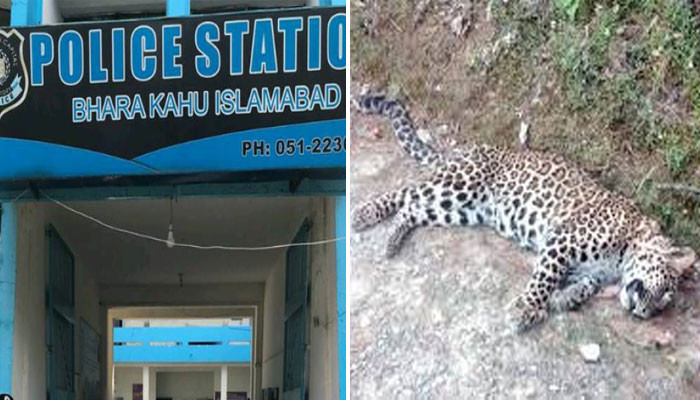 Leopard shot 11 times, application for registration of case submitted