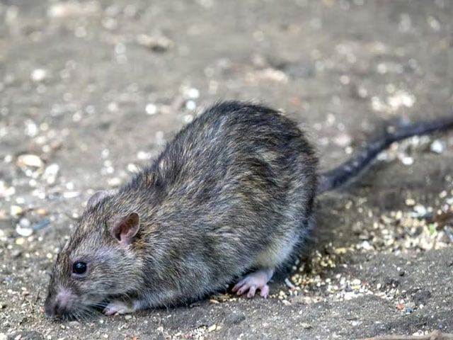 Mice Can Also Be Infected With Corona Variants, Research