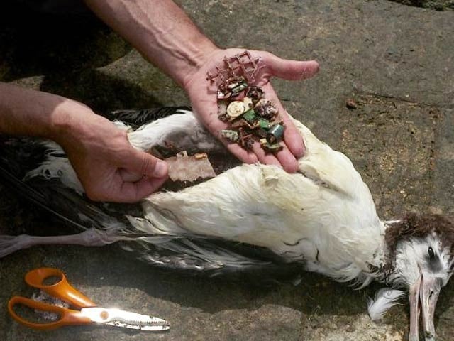 'Plasticosis': New name for plastic-infected bird disease