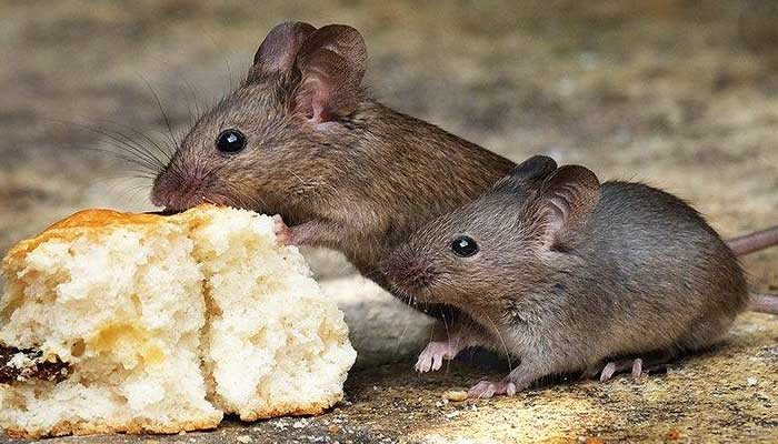 Scientists have discovered a way to protect mice from heart attacks