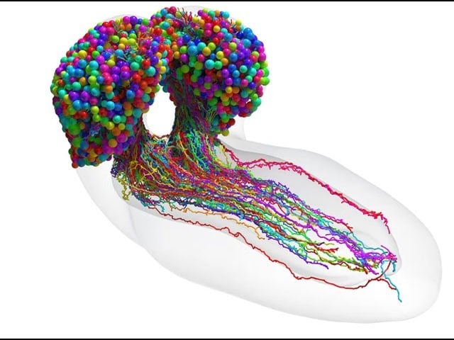 The first diagram of the bee brain was drawn