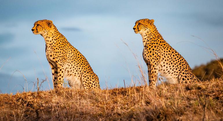 To save a million species, World Wildlife Day underscores crucial role of partnerships