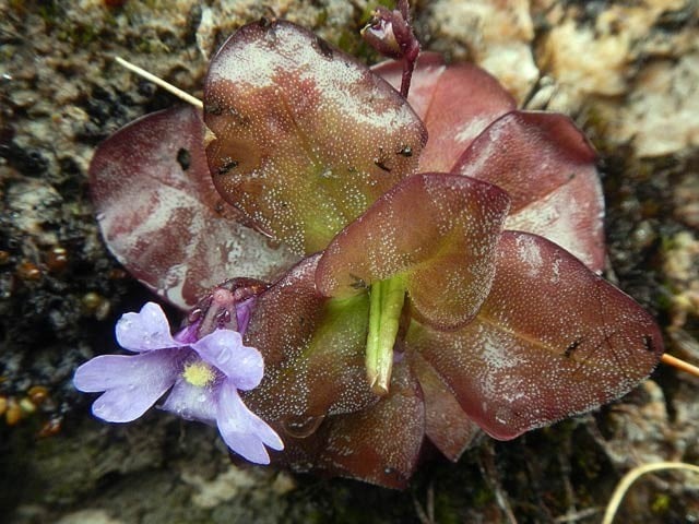 Two new carnivorous plants discovered in Ecuador