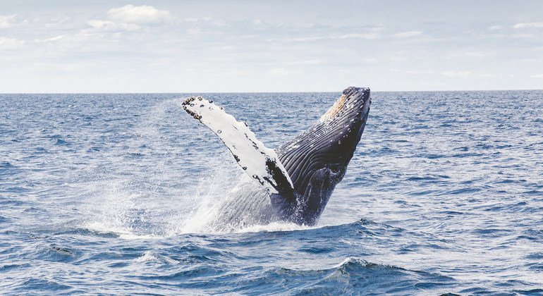 UN delegates reach historic agreement on protecting marine biodiversity in international waters