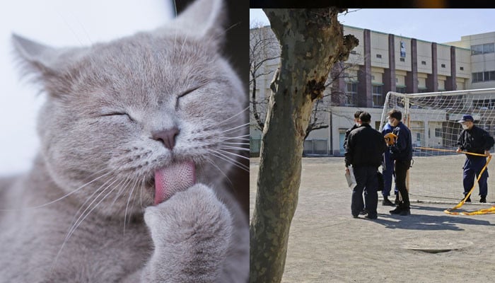 Who is killing cats in Japan and throwing away the body parts?