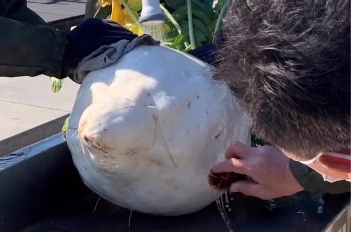 You must have seen many radishes, but this is the heaviest radish in the world