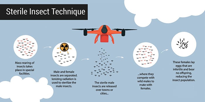 Insect world and SIT technology