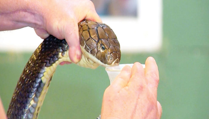 Geographical regions and snake venom Geographical regions and snake venom