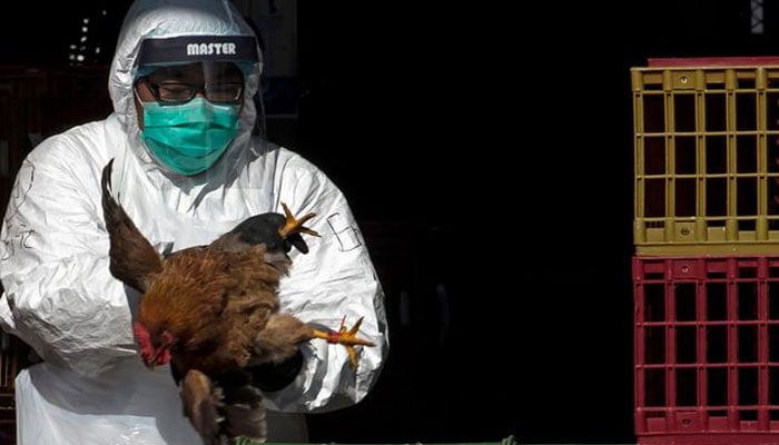 First human death from bird flu confirmed in China File photo