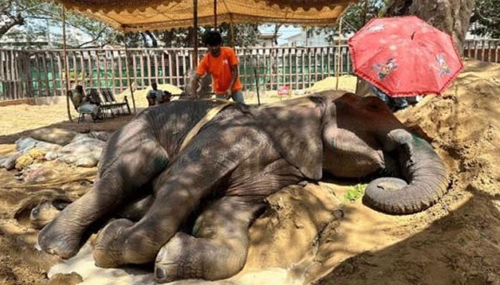 Sick elephant Noor Jahan died in Karachi Zoo File photo