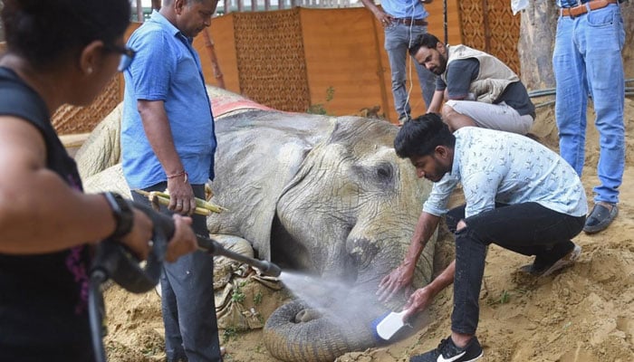 The Fourpaz team will conduct the post-mortem of the elephant, Kanwar Ayub File photo
