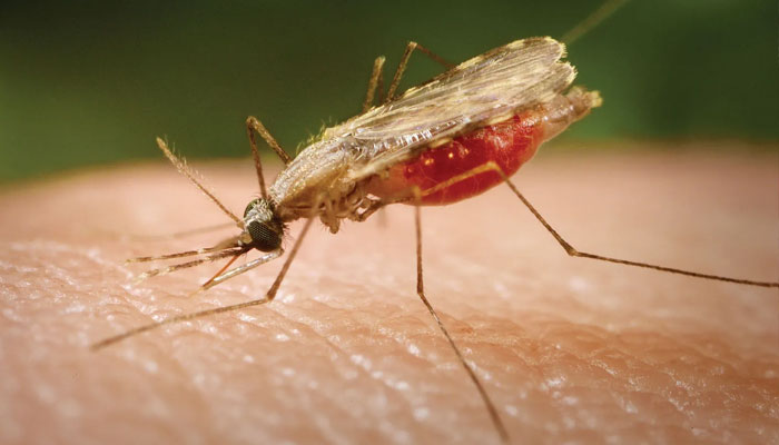 Malaria infections, deaths rise sharply in Pakistan File photo