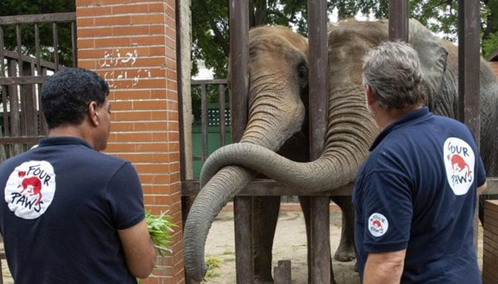 The Four Paws team obtained blood samples from various animals at the zoo The Four Paws team obtained blood samples from various animals at the zoo