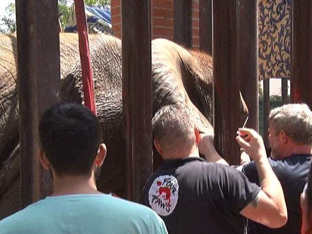 The operation of Noor Jehan, a sick elephant that has been sick for several months, has been successful in Karachi Zoo