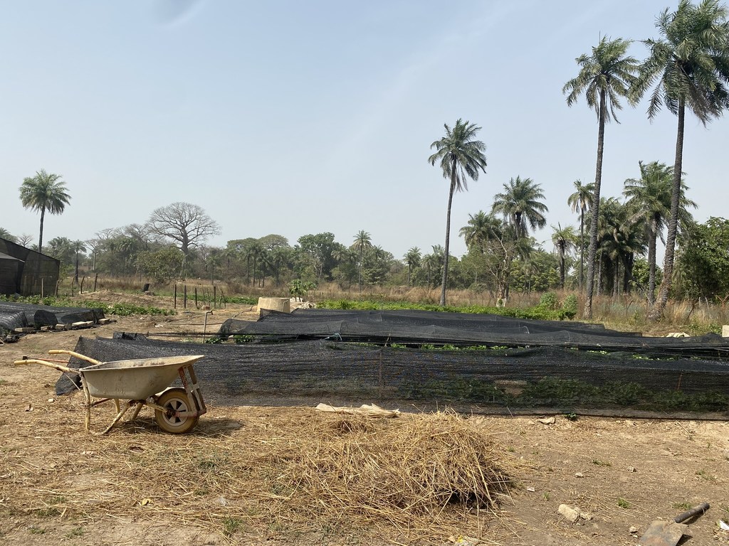Gambian fruit and vegetable garden run by Alhadgie Faal and his brother. Gambian fruit and vegetable garden run by Alhadgie Faal and his brother.