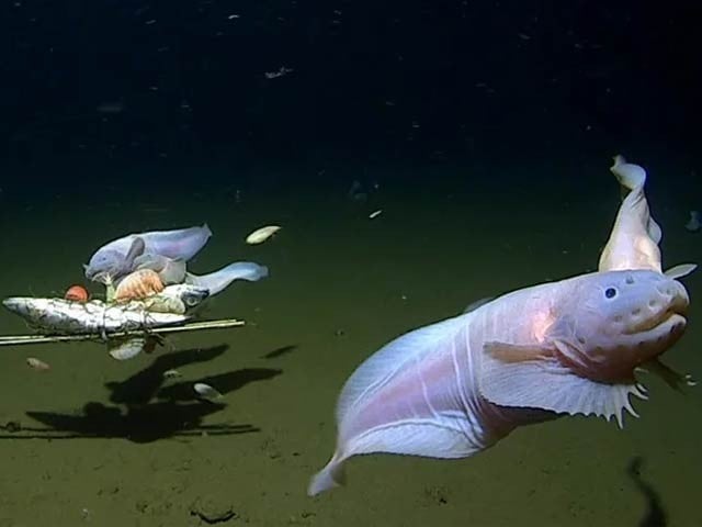 At a depth of 8,336 meters (27,000 ft), the snailfish is the deepest recorded fish in the ocean.  Photo: CNN 