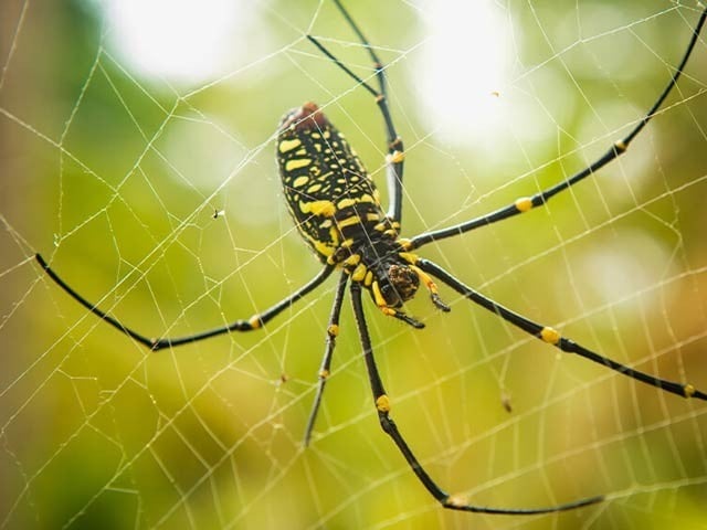 Peripheral nerve ligation with silk wire and golden orb spider fibers has been successfully tested.  Photo: File 