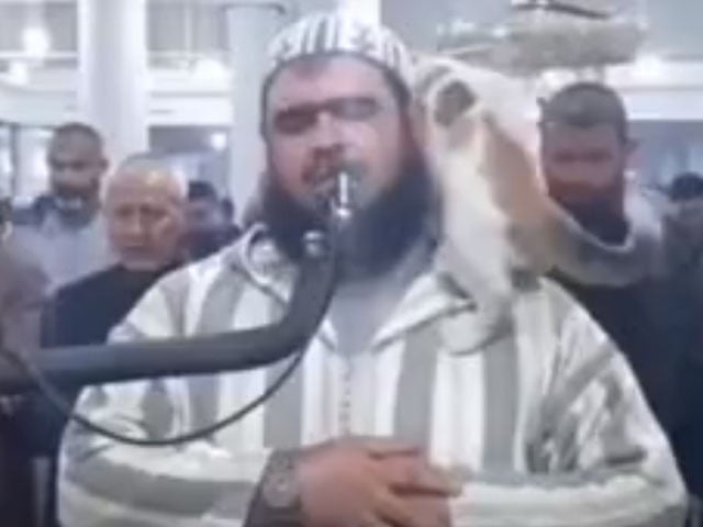 During the live broadcast of the Taraweeh prayer, the cat sat on the imam's shoulder Photo: Screen grab