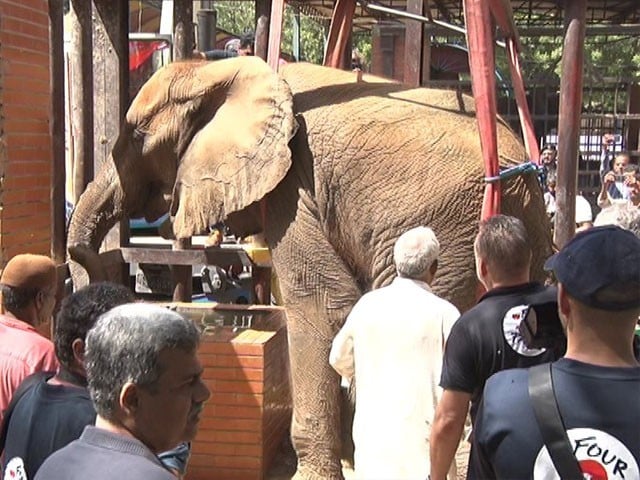 Senior Director Zoo sacked for negligence in treating sick elephant