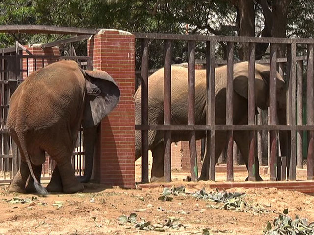 The decision to transfer the two elephants of Karachi Zoo to the Safari Park