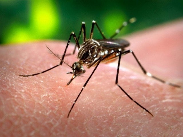 First evidence of climate change and increase in mosquito-borne diseases discovered in France Chikungunya, dengue and Zika virus outbreaks are increasing in many countries including France, which is attributed to global warming. Photo: File (Photo: File)