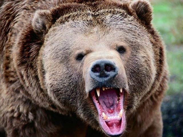 Italy: Jogger killed in bear attack For the second time this year, a person has been killed by a bear in a remote area of Italy. Photo: File