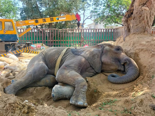 Karachi: The sick elephant was lying in the pond for several hours, it was pulled out by a crane