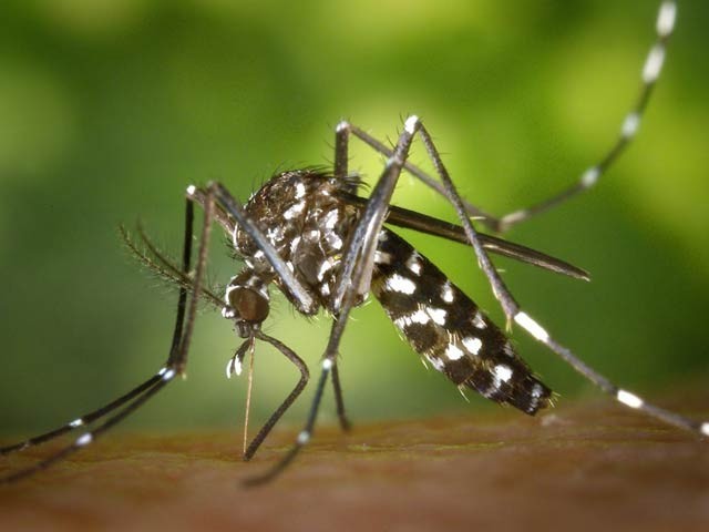 Mosquitoes can be blinded by sprays containing cellulose in plant and tree pulp.  Photo: File 