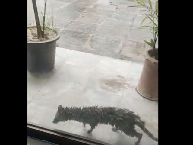 Wild animal entered Parliament House, vandalized various offices Panic spread after a wild animal entered the Parliament House: Photo: Social Media