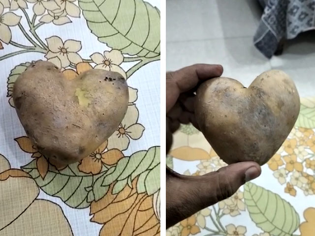 A miracle of nature, a potato with a 'heart' symbol of love came out in Karachi