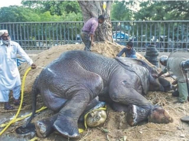 Sick elephant Nurjahan died in Karachi Zoo Hathani Noorjahan was suffering from fever for the past several days