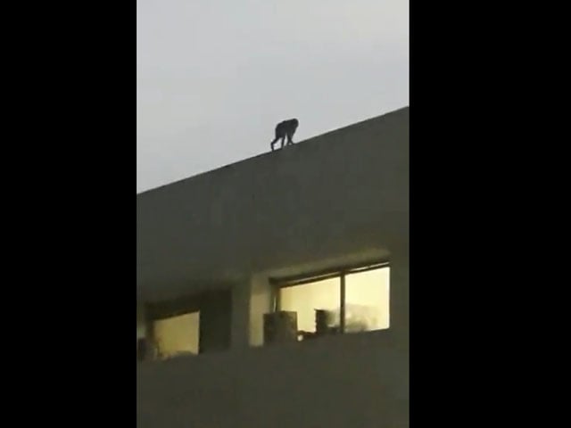 A video of a monkey walking on the roof of Parliament House went viral