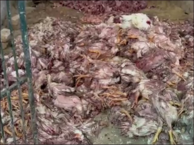 A large quantity of dead chickens was seized in Peshawar, the accused arrested