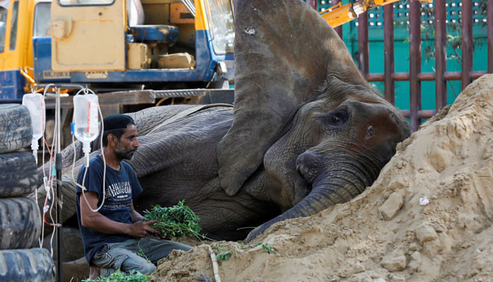 A slight improvement in the condition of Noorjahan the elephant in Karachi Zoo