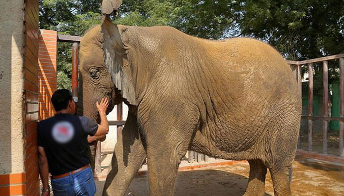 Arrival of foreign experts to treat the sick elephant of the zoo, Karachi