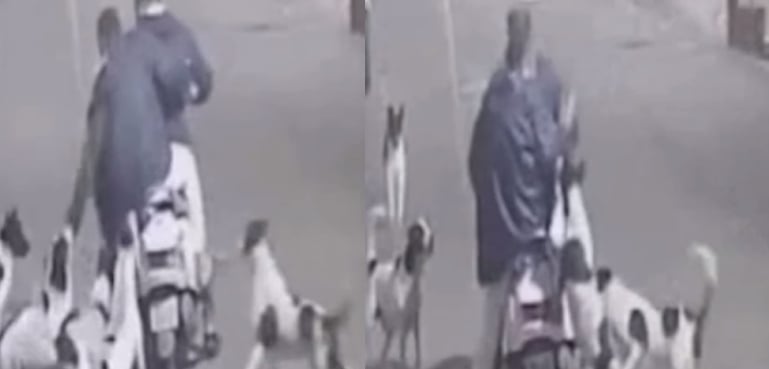 Attack of bloodthirsty dogs on motorcyclists, then what happened?  Terrible video